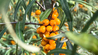 Успение Пресвятой Богородицы: когда отмечать в 2025 году, традиции и приметы