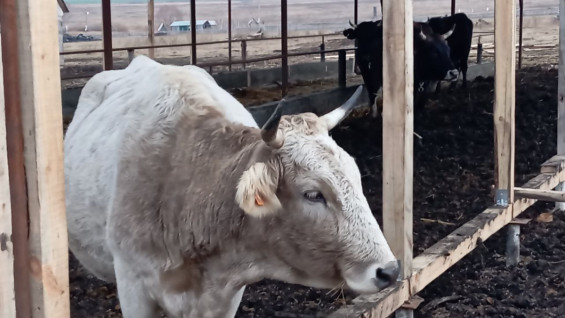 Самарские учёные провели эксперименты на крысах для развития сельского хозяйства