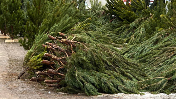 Переработка ёлок в Самаре: куда сдать деревья после праздников и как помочь животным