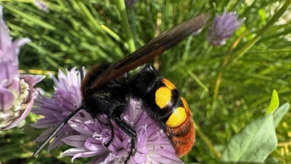 Под Самарой в заповеднике обнаружили бездомных ос-убийц