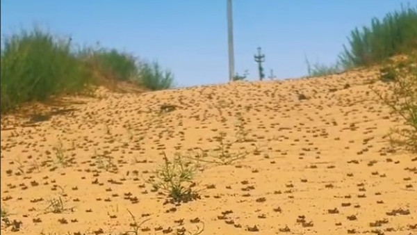 В соседнем с Самарской областью Казахстане началось нашествие саранчи