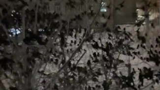 Огромная стая терроризирует жителей Самары