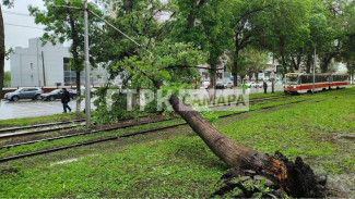 В Самаре утром 20 мая упавшее дерево остановило движение трамваев