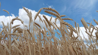 Народные приметы: 19 октября. Не делайте этого в Фомин день, если не хотите жить впроголодь 