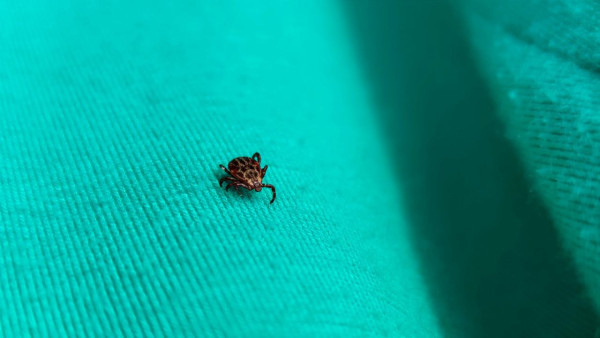 В Самарской области 2103 человека пострадали от укусов клещей