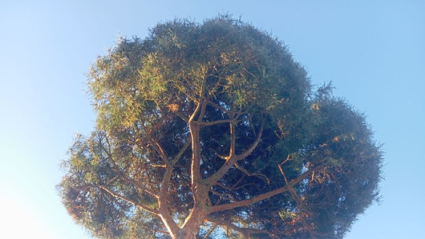 Деревья в опасности: власти обещают спасти 13-й микрорайон в Самаре от "экологической пустыни"