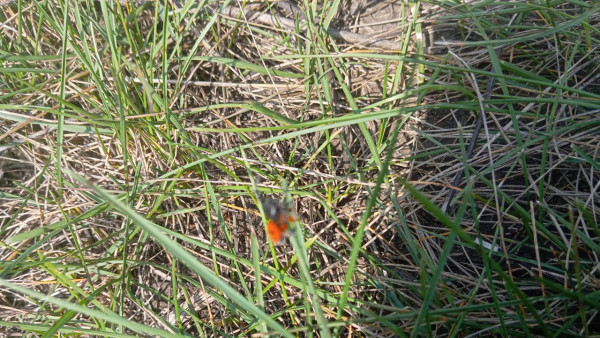 Ядовитого паука из Красной книги обнаружили грибники в Самарской области