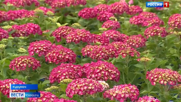 Как спасти сад летом: советы Веры Глуховой