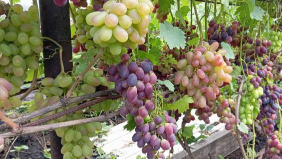 Самарцы отказываются от вина