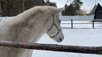 Народные приметы 26 февраля: что нельзя делать в Мартинианов день, если не хотите остаться в одиночестве