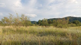 В Самарской области объявлен высокий уровень пожарной опасности с 12 по 16 июля