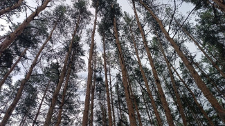 Губернатора Федорищева попросили вырубить лес вдоль реки Самары