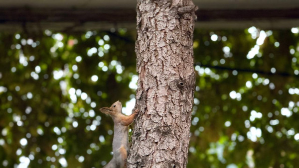 В Волжском лесничестве завершилась масштабная уборка