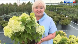 Гортензии в цвету: Вера Глухова раскрыла секреты популярных сортов и новинок сезона