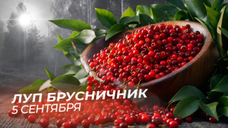 Народные приметы: 5 сентября. Не прикасайтесь к ним в день Лупа Брусничника, если не хотите бед со здоровьем