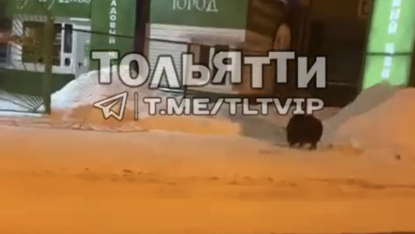 В Самарской области по улицам гуляет мохнатый злыдень