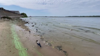 Жители Самары пожаловались на цветение токсичных водорослей в Волге