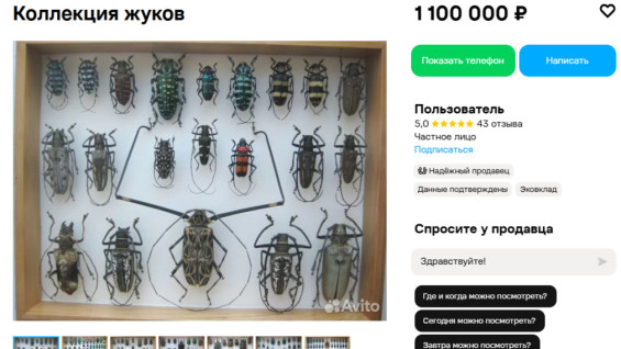 В Самарской области продают коллекцию жуков за 1,1 млн рублей