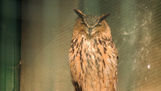 Учёные потрясены голодным нашествием на Самару