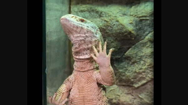 Капский варан исполнил для самарцев новогодний танец