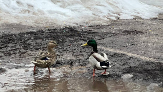 Синоптики рассказали, как Самара проводит март и встретит апрель