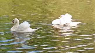 Лебеди в озере парка 50-летия Октября стали главной достопримечательностью