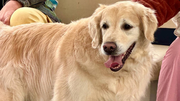 Кинологи предупредили: весной нельзя резко увеличивать прогулки с собаками