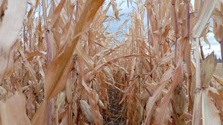 Народные приметы: 30 октября. Четыре запрета на праздник иконы Божией Матери «Избавительница»