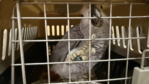 Самарские таможенники обнаружили 103 редкие птицы