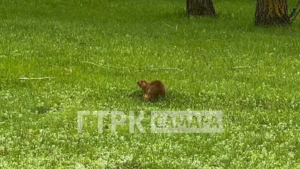 Самарцы встретили первых сусликов 2025 года 
