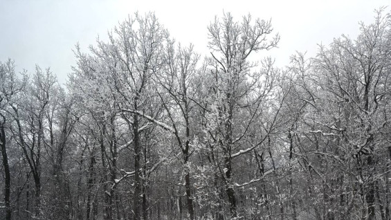 В Самарской области на 3 февраля объявили штормовое предупреждение из-за снежной бури