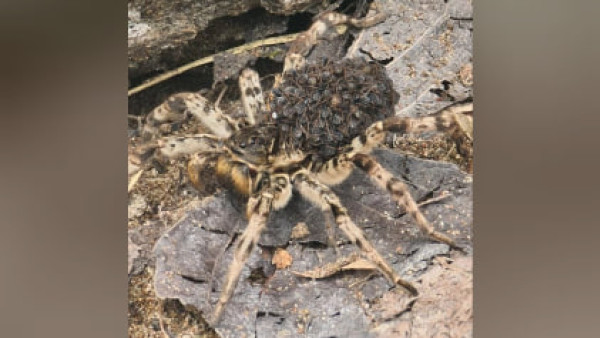 В Самарской области отдыхающие встретили пугающего ядовитого монстра