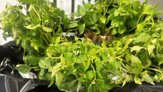 В Курумоче остановили ввоз партии рассады из Таджикистана