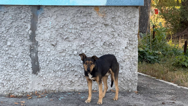 В Тольятти завели дело из-за нападения бродячих собак на женщину