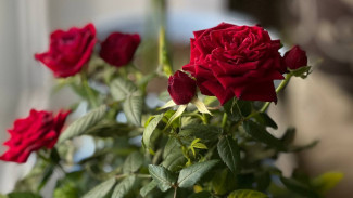 Нельзя стричь волосы и ногти: запреты 12 марта в День Прокопа Перезимнего