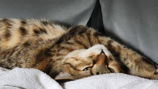 Народные приметы 14 апреля. Не делайте этого в день Марии Египетской, если не хотите лишиться главного