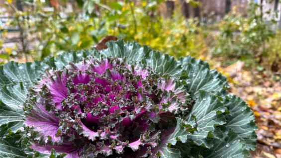 Самарцам напомнили о важных работах на даче до конца марта