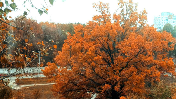 29 сентября в Самарской области ждут +9, +11°С