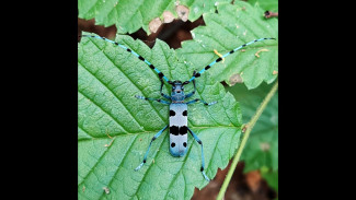 В лесах под Самарой нашли жука из Швейцарии
