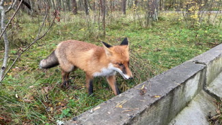 В Самаре из-за бешеной лисы, принесённой в подъезд, ввели карантин в 11-м квартале Мехзавода