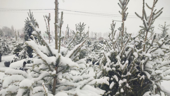 Стало известно, когда в Самаре откроются елочные базары