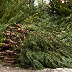 Появился список адресов в Самаре, куда можно сдать новогодние елки с 6 января