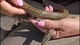 В Самарской области начали чипировать змей