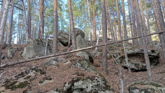 В Самарской области на 26 апреля снят запрет на посещение лесов