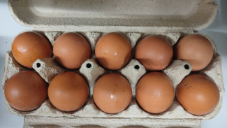 В Самарской области возобновляет работу птицефабрика