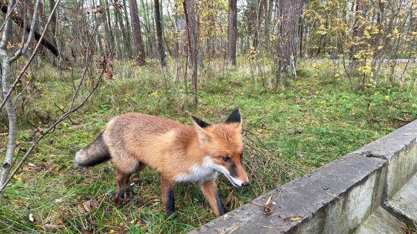 В национальном парке Самарской области подвели итоги зимнего учёта животных