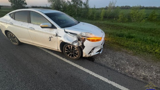 Под Самарой ночью 18 мая на трассе сбили лося