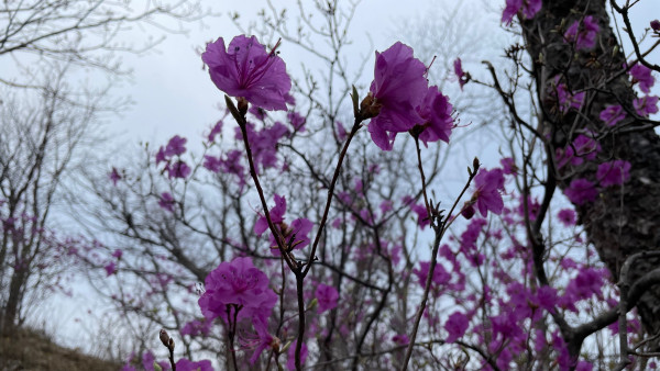 Возвращение аленького цветочка: в Самарской области спасают редкие растения