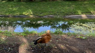 Аномальное пекло: синоптики рассказали о тепловой атаке на Самарскую область