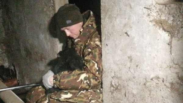 В Самаре спасли большую собачью семью спасли из подвала в доме